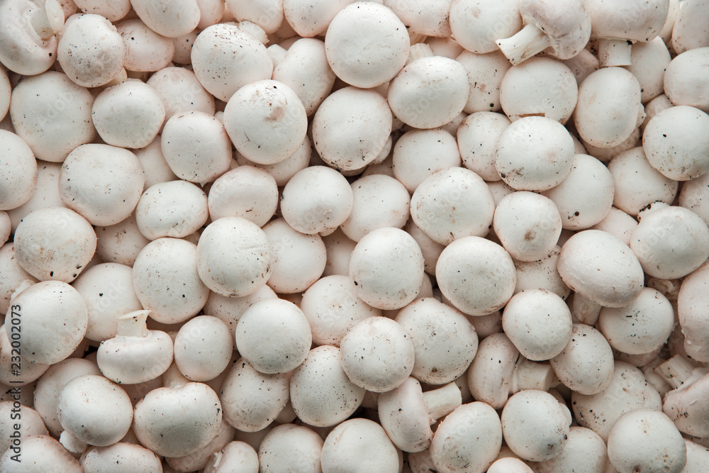 a lot of champignon mushrooms a lot of champignon mushrooms