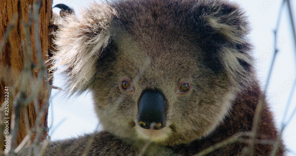 Obraz premium Cute koala clinging to Eucalyptus tree looking straight at camera. Filmed in the wild.