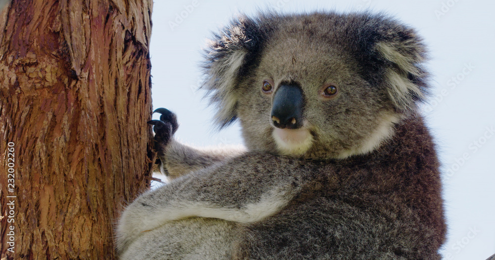 Obraz premium Mid-shot of koala in the Australian bush looking at camera.