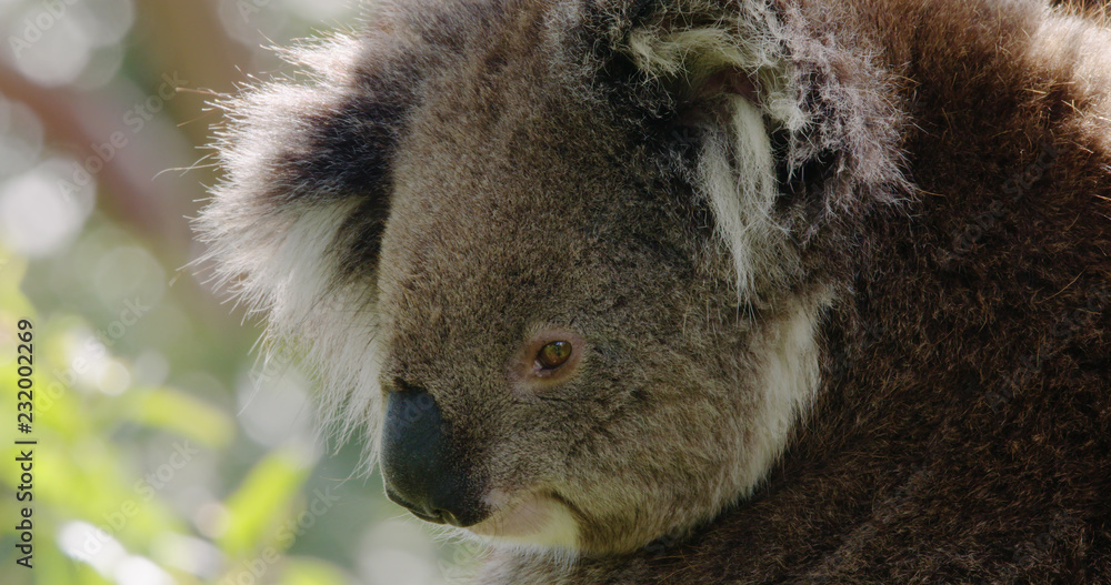 Obraz premium Close-up profile of cute koala in a Eucalyptus tree. 