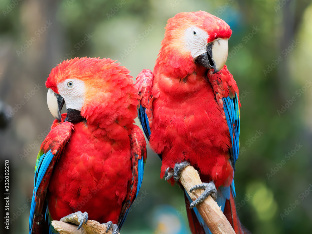 A pair of red parrot standing together, looking at camera with different expression. A pair of red parrot standing together, looking at camera with different expression.