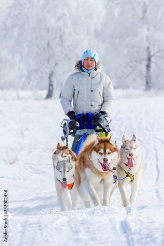 Woman musher hiding behind sleigh at sled dog race on snow in winter