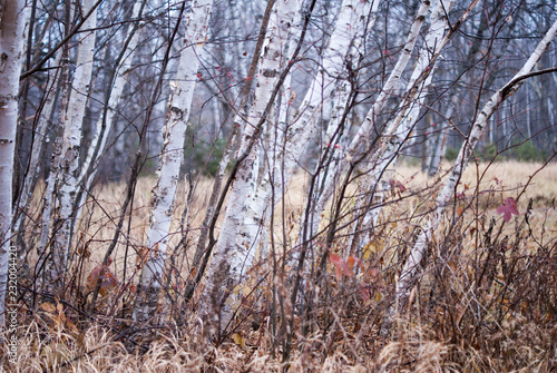 Muliple white birch trees intertwined with slender dark shrubs against a grass field with additional trees in the background during the rain near Hinckley Minnesota photo