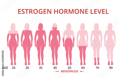 Estrogen hormone levels chart, menopause, vector photo