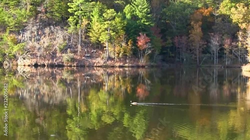 Various shots of Ducks swimming on a mountain lake in autumn