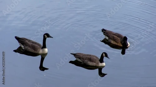 Various shots of Ducks swimming on a mountain lake in autumn