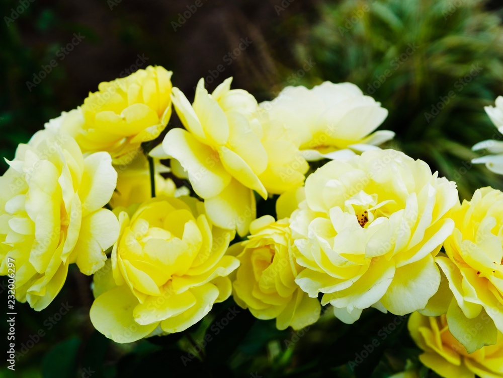 Obraz premium bouquet of yellow roses
