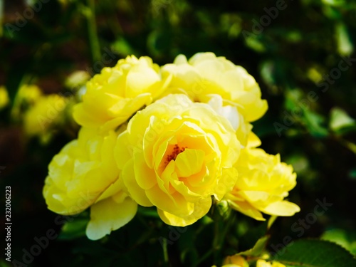 yellow rose with leaves