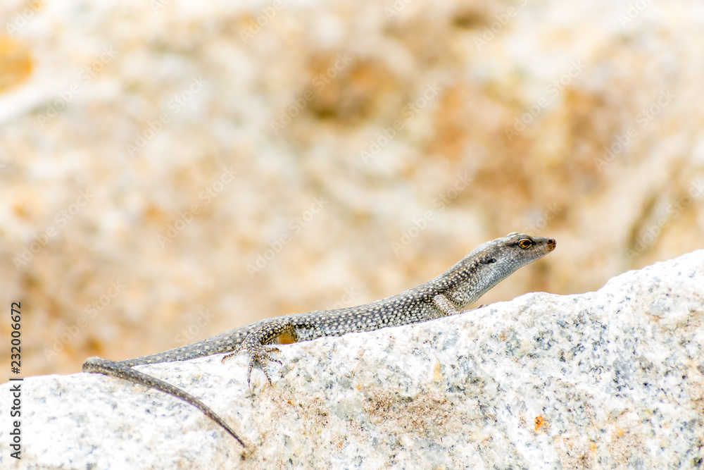 Obraz premium Alligator Lizard