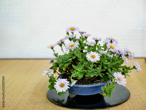 bouquet of daisies
