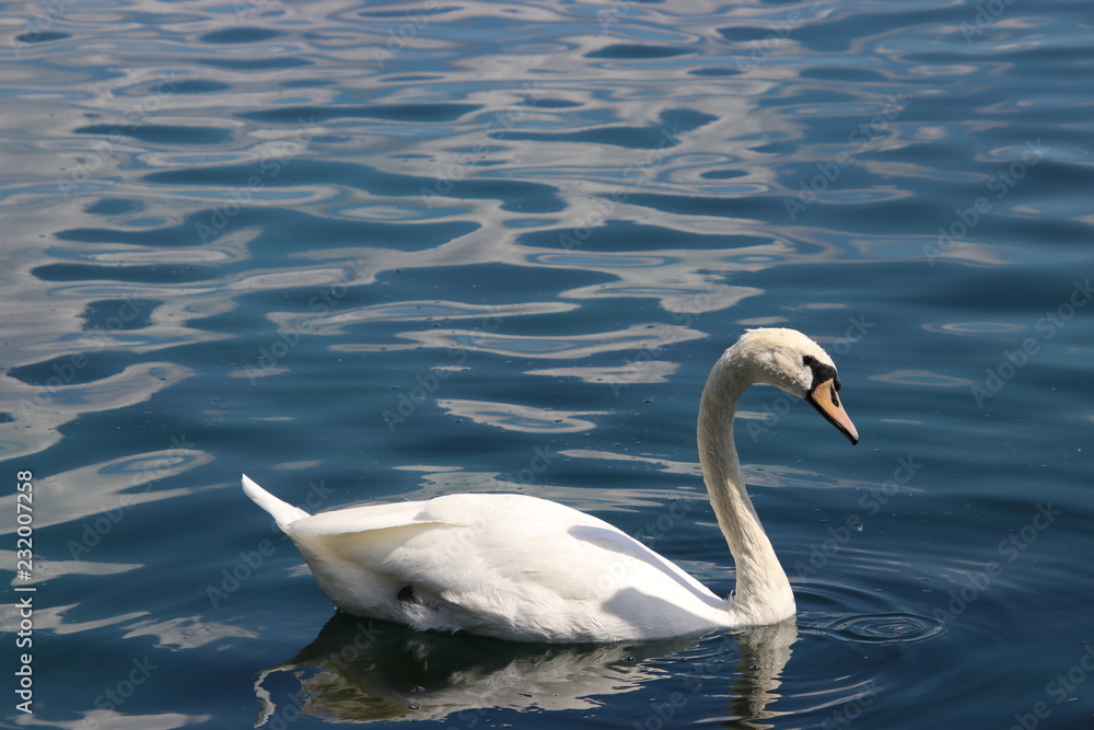 Obraz premium Swan birds swimming on blue reflecting water lake.