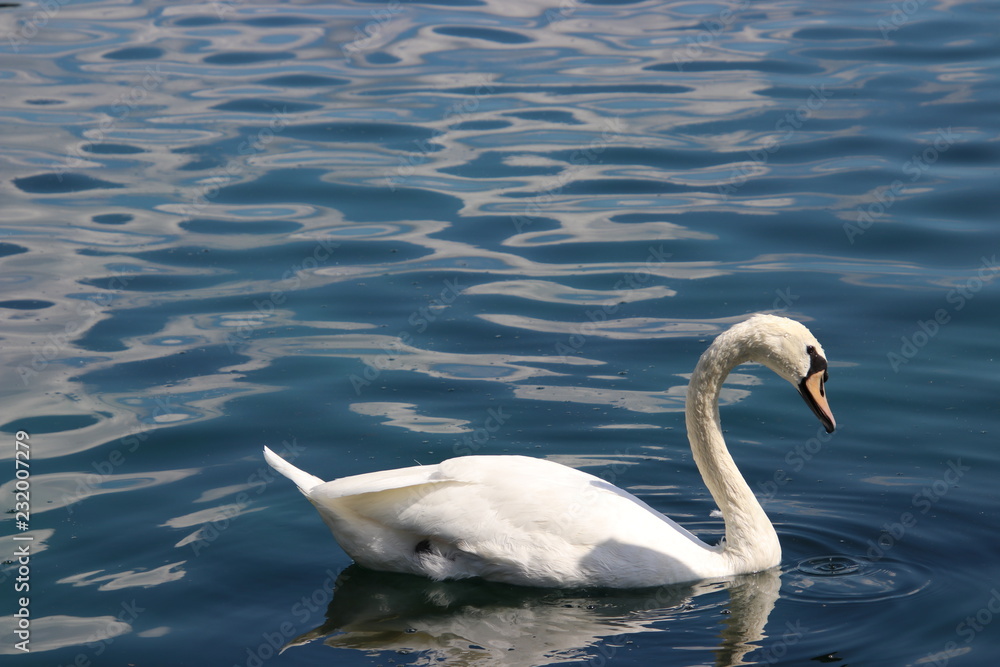 Swan birds swimming on blue reflecting water lake. Swan birds swimming on blue reflecting water lake.