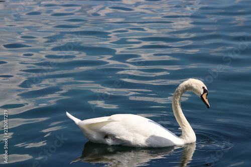 Swan birds swimming on blue reflecting water lake.