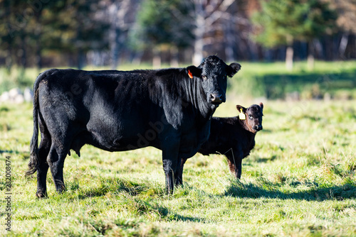 Black Angus caow and calf in a pasture in late autumn