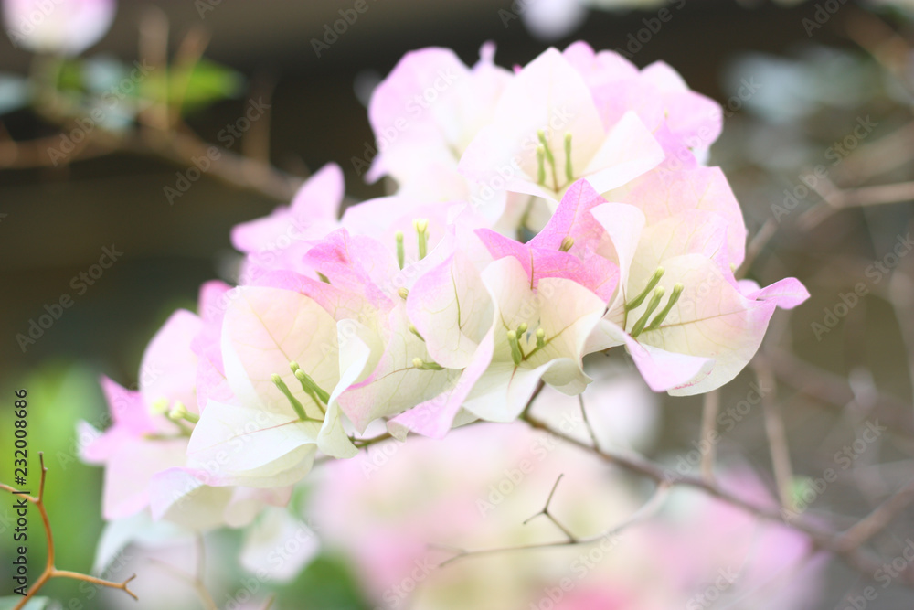 Obraz premium a white flower and blur background