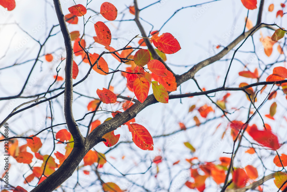 Orange leaves against a golden background of blurred leaves and branches Orange leaves against a golden background of blurred leaves and branches
