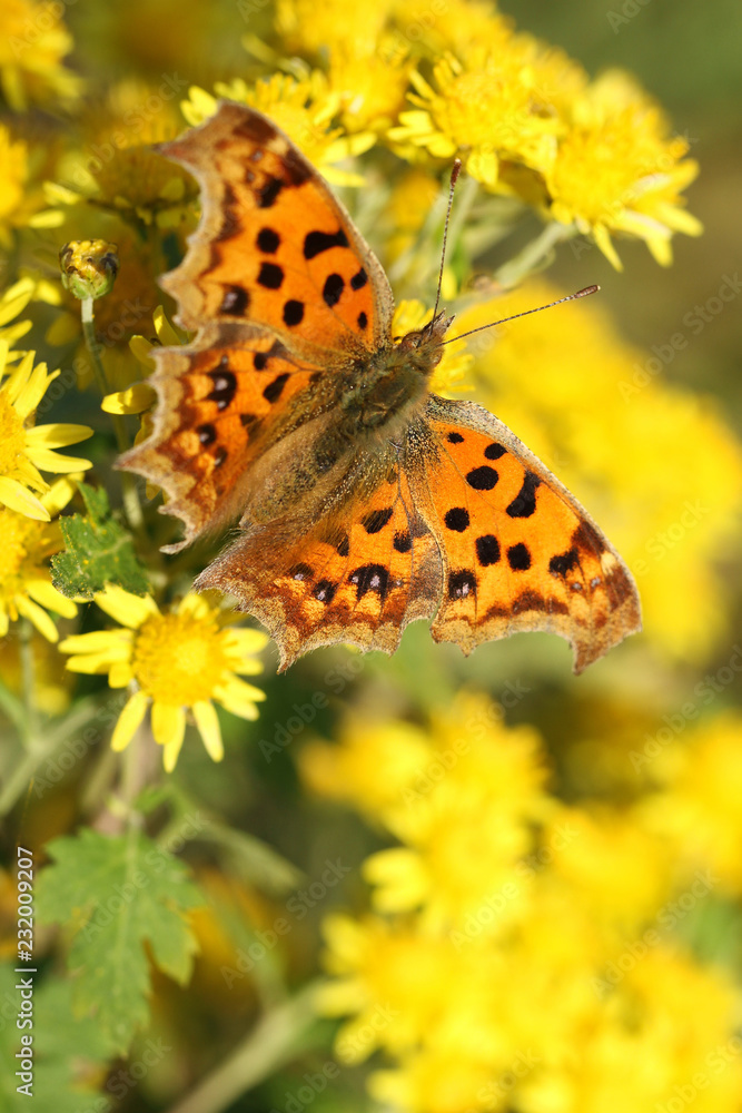 butterfly on yellow wild chrysanthemum flower butterfly on yellow wild chrysanthemum flower