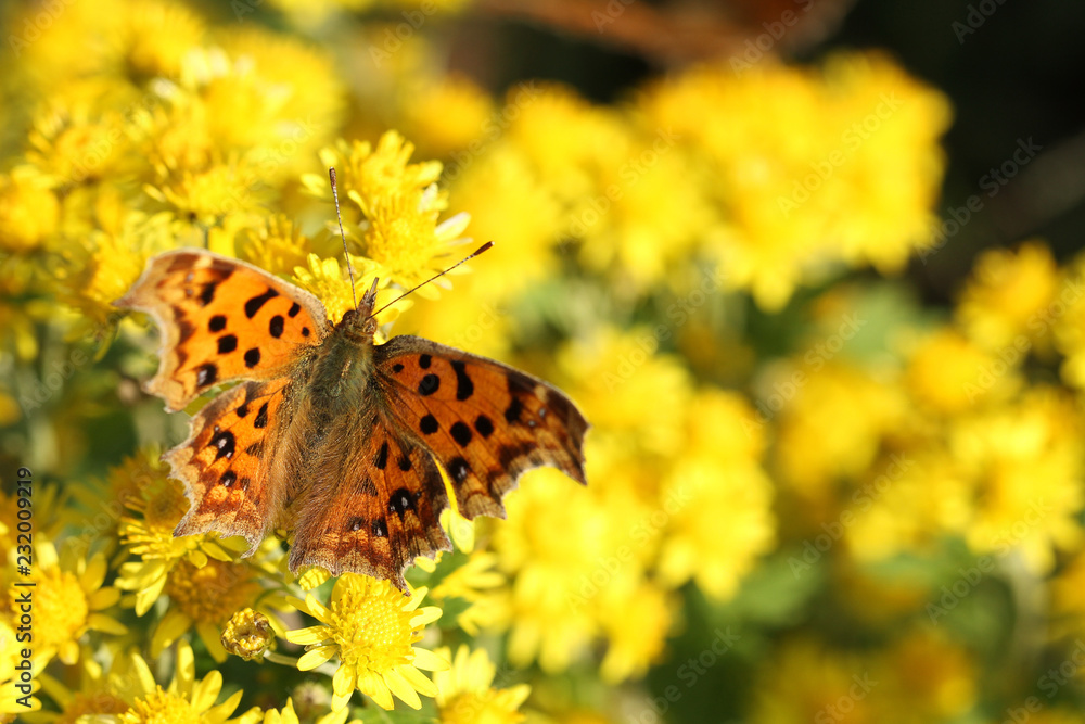 butterfly on yellow wild chrysanthemum flower butterfly on yellow wild chrysanthemum flower