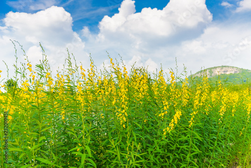Fototapeta Naklejka Na Ścianę i Meble -  Farm Sunhemp flowers. Beautiful yellow flowers field
