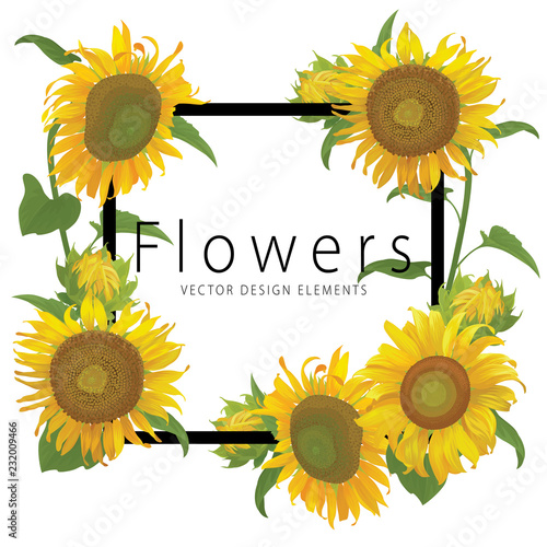 Fototapeta Naklejka Na Ścianę i Meble -  Sunflowers frame with leaf on white background. Vector set of blooming floral for holiday invitations, greeting card and fashion design.