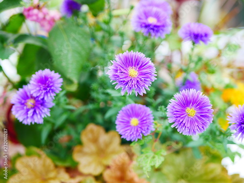 flowers in the garden