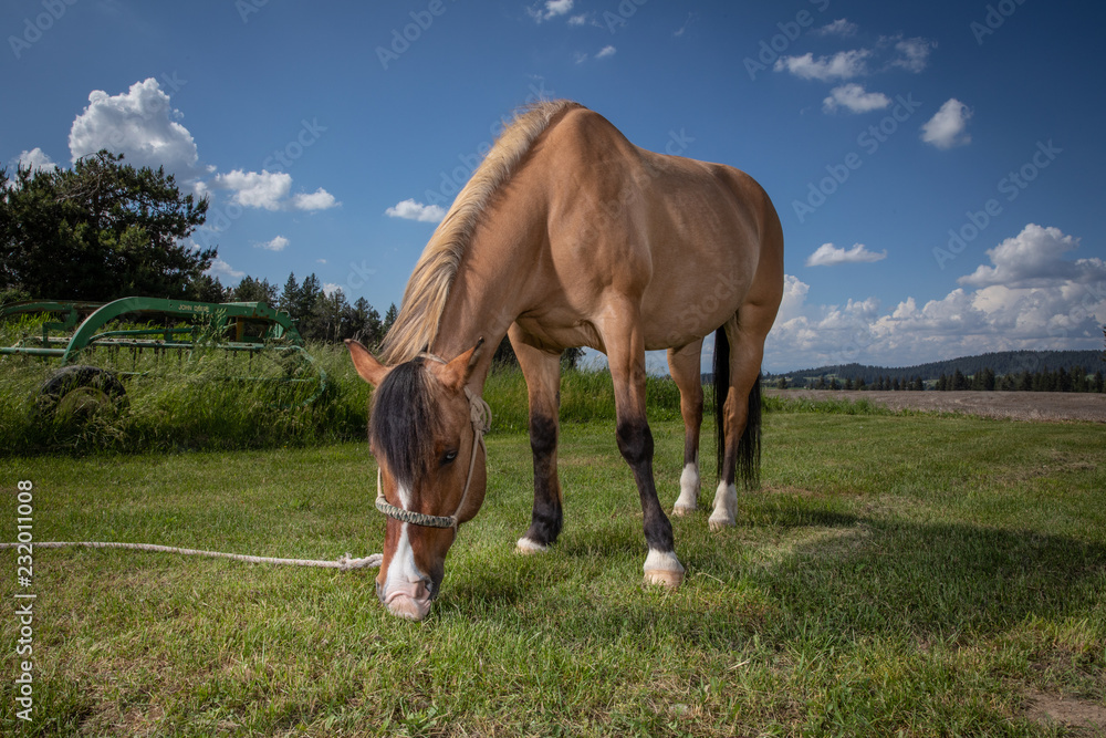Obraz premium horse eating grass