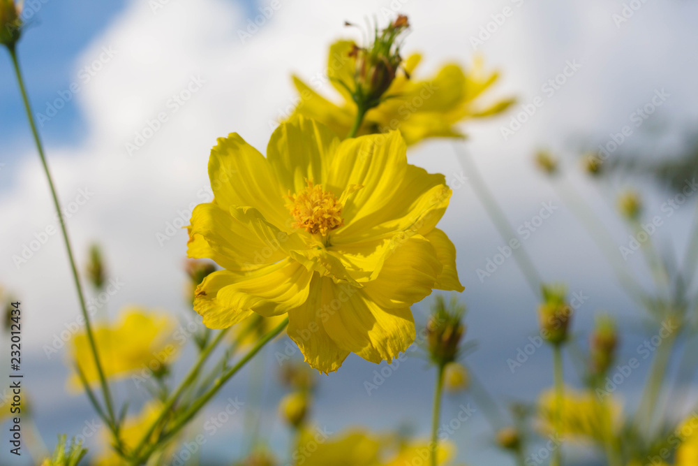 Yellow flowers in the garden with sky background. Yellow flowers in the garden with sky background.