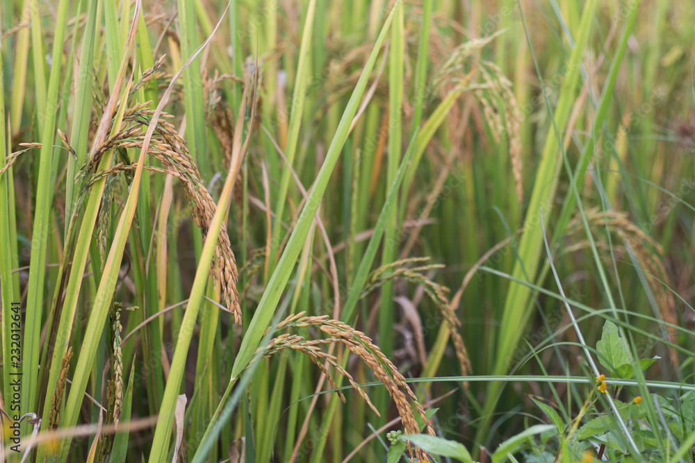 Obraz premium Rice in paddy field ready to harvest.