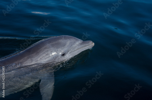 Tursiops tuncatus, dolphin close up