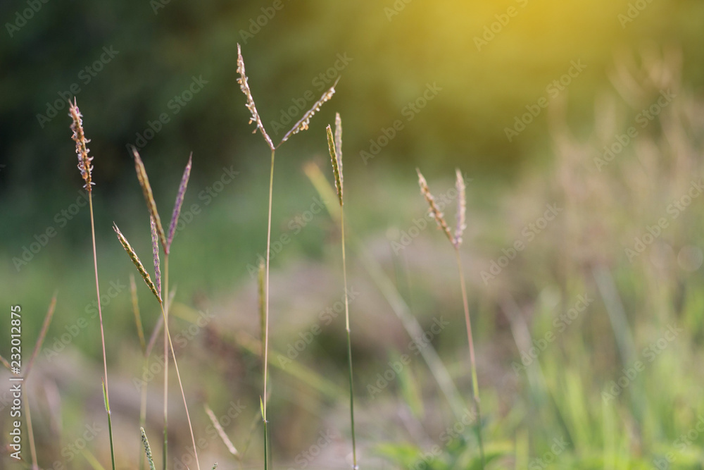 Beautiful grass and sunshine. background form grass.