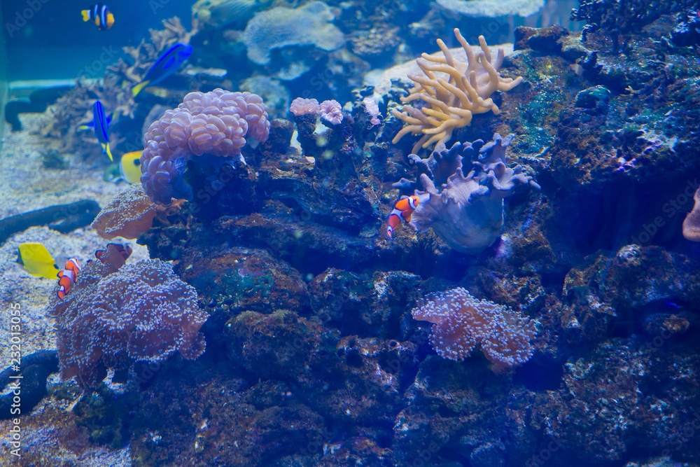 fish at aquarium, under water, animals fish at aquarium, under water, animals