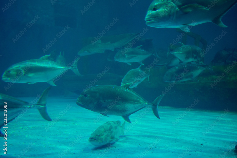 Fototapeta premium fish at aquarium, under water, animals