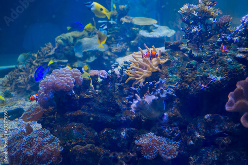 Fototapeta Naklejka Na Ścianę i Meble -  fish at aquarium, under water, animals