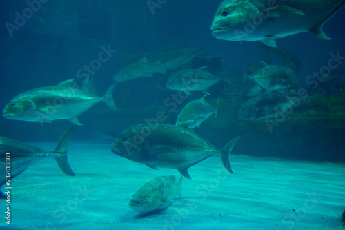 fish at aquarium, under water, animals © waranyu
