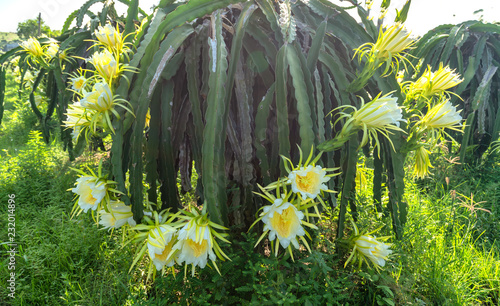 Dragon fruit flower in organic farm. This flower blooms in 4 days if pollination will pass and the left  this is the kind of sun-loving plant grown in the appropriate heat