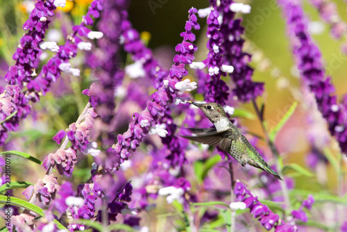 Fototapeta Naklejka Na Ścianę i Meble -  female Annas Hummingbird drinking nectar from purple Mexican Sage flowers.