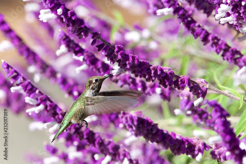 female Annas Hummingbird drinking nectar from purple Mexican Sage flowers.