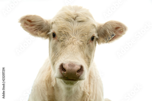 White cow looking at us in a white background