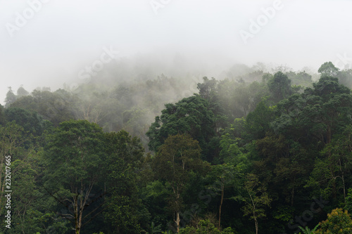 Tropical rainforest with fog in Mae Sot  Tak province  Thailand.