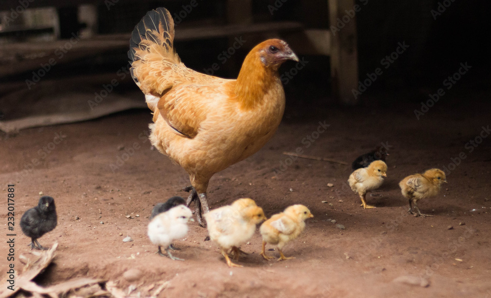 Brown hen life with chicken family.