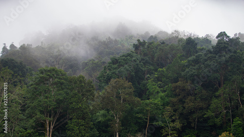 Tropical rainforest with fog in Mae Sot, Tak province, Thailand.