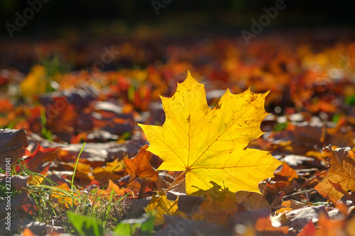 Yellow maple tree leaf in grass in autumn, fall