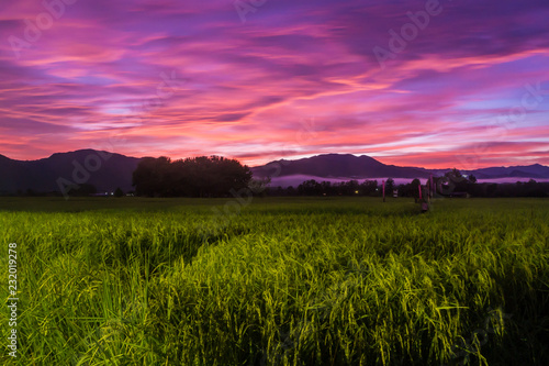 landscape Paddy rice field with sky in Twilight time