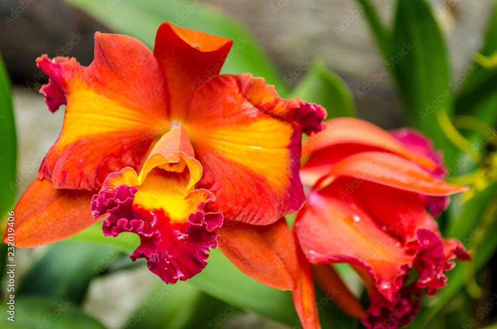 orange and yellow orchids orange and yellow orchids