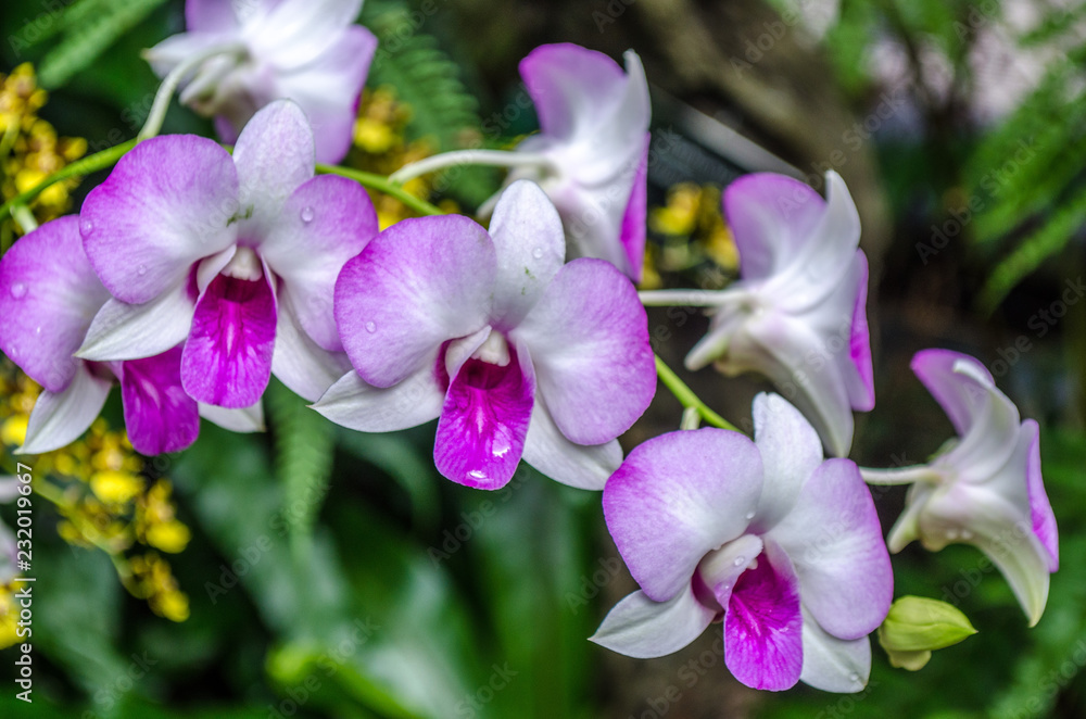 pink and white orchids