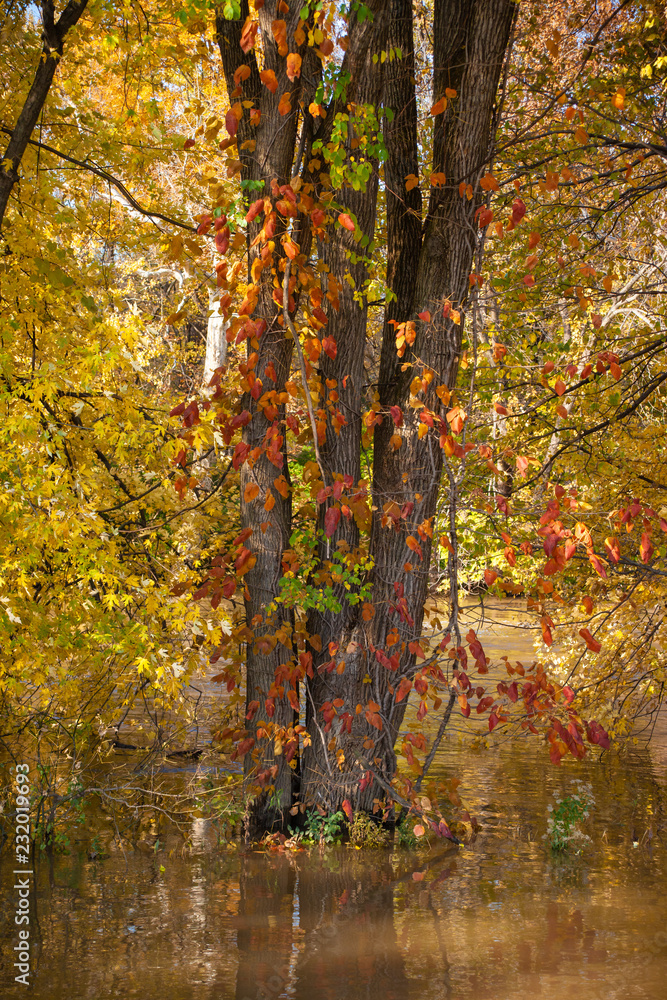 Flooding around Fall Colored Trees