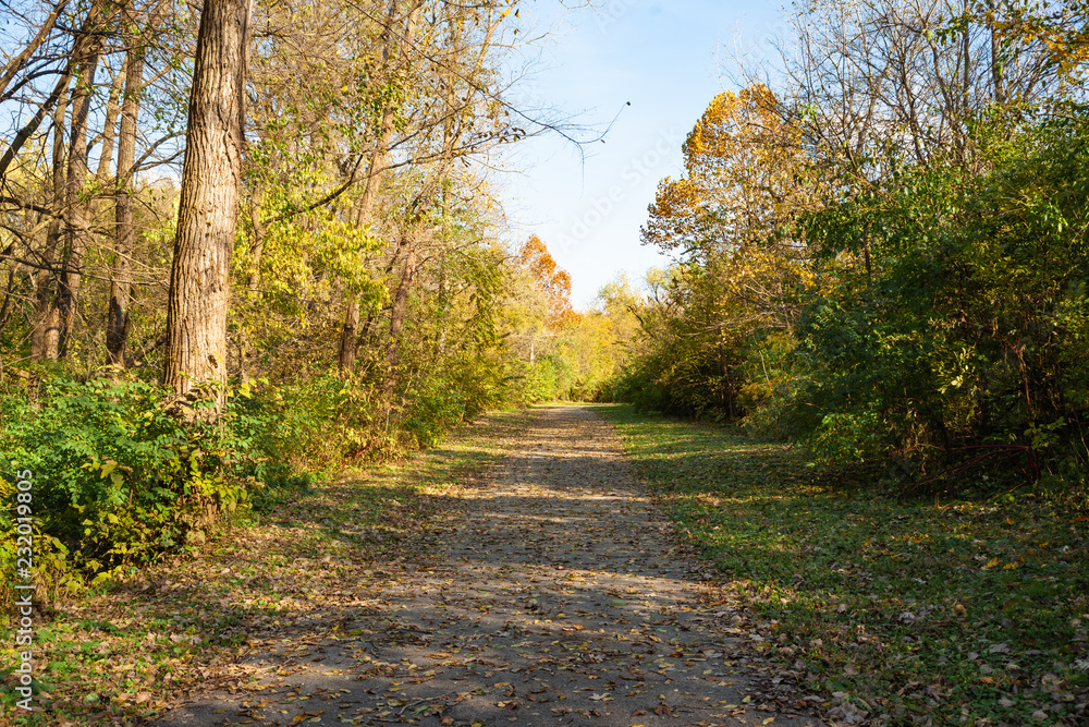 Bright Path with Fall Leaves Bright Path with Fall Leaves