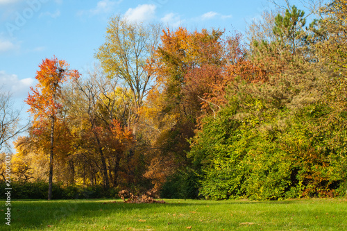Colorful Trees in the Park
