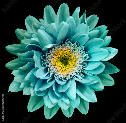 Turquoise-blue-yellow chrysanthemum flower isolated on black background with clipping path. Closeup no shadows. For design. Nature.