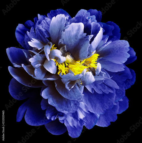 Blue  peony flower with yellow stamens on an isolated black background with clipping path. Closeup no shadows. For design.  Nature.